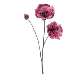 PEONIA X 3 64 CMS (1424-07)