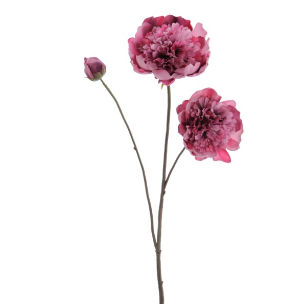 PEONIA X 3 64 CMS (1424-07)