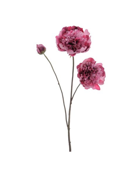 PEONIA X 3 64 CMS (1424-07)