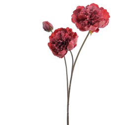 PEONIA X 3 64 CMS (1424-24)