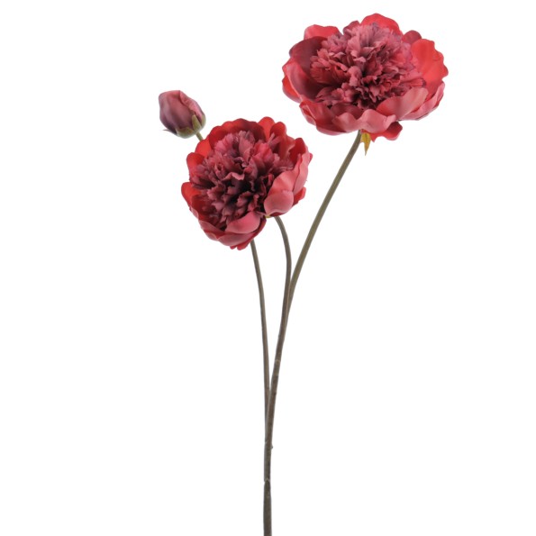 PEONIA X 3 64 CMS (1424-24)