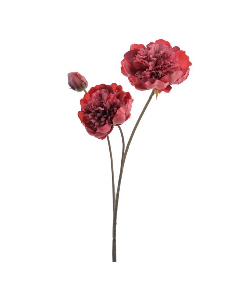 PEONIA X 3 64 CMS (1424-24)