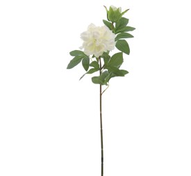 PEONIA X 2 66 CMS (2501-01)