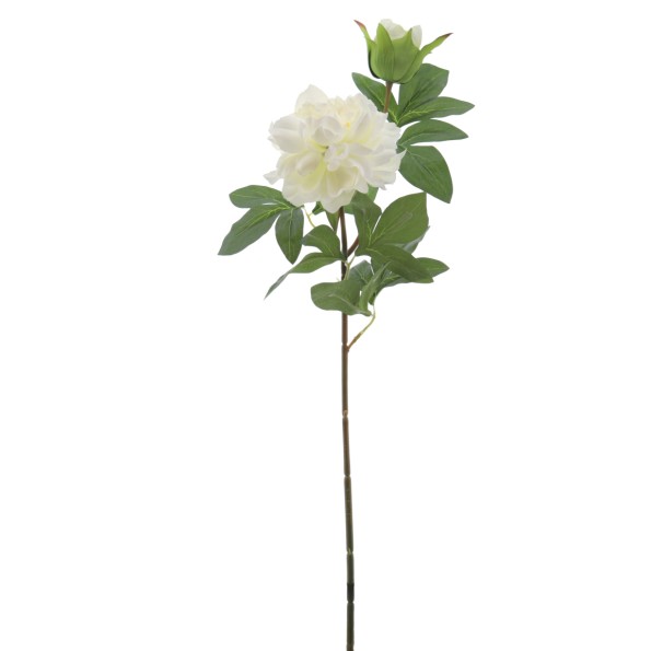 PEONIA X 2 66 CMS (2501-01)