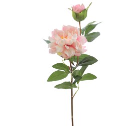 PEONIA X 2 66 CMS (2501-12)
