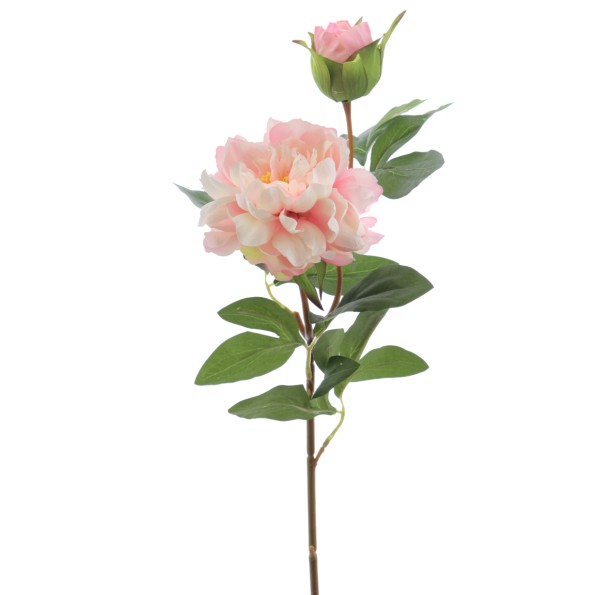PEONIA X 2 66 CMS (2501-12)