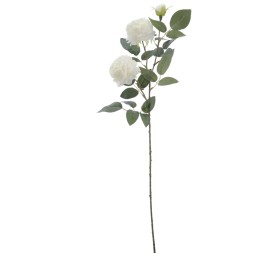 ROSA AUSTIN X 3 70 CMS (4503-01)