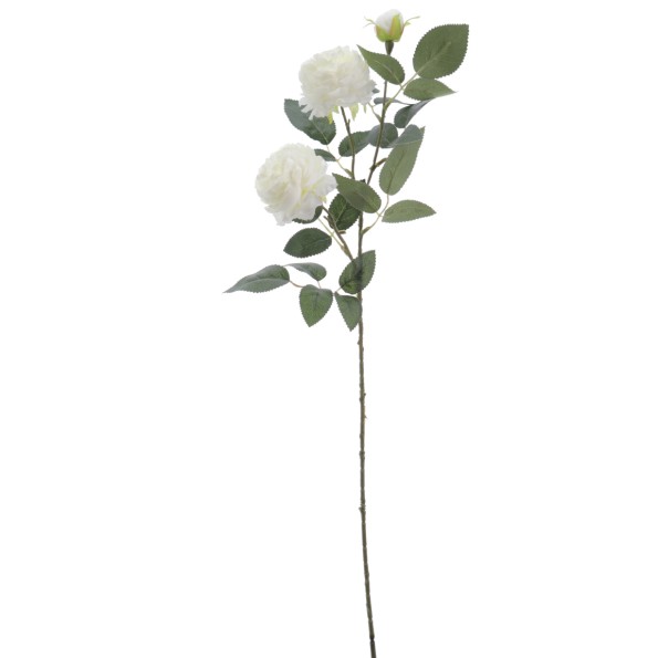 ROSA AUSTIN X 3 70 CMS (4503-01)