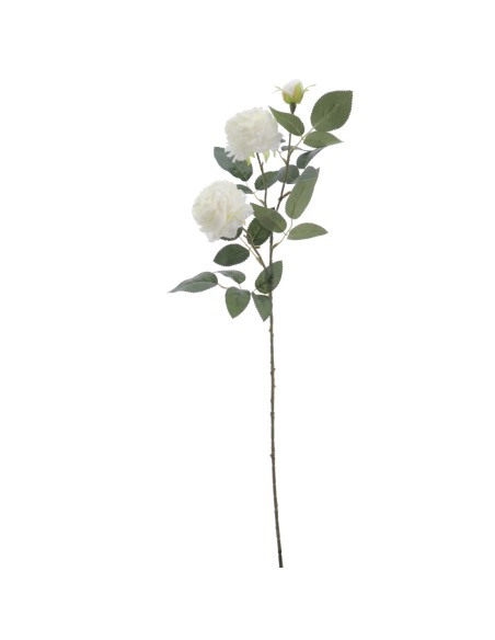 ROSA AUSTIN X 3 70 CMS (4503-01)