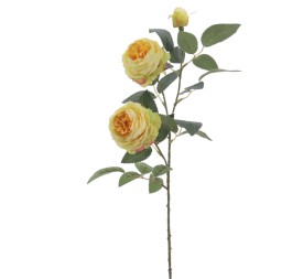ROSA AUSTIN X 3 70 CMS (4503-02)