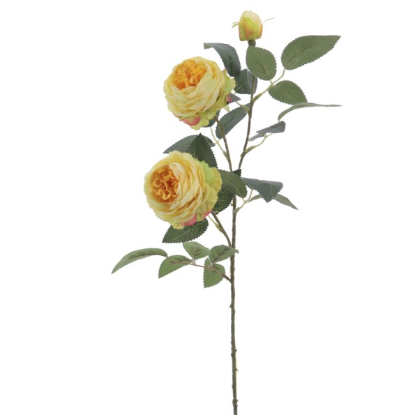 ROSA AUSTIN X 3 70 CMS (4503-02)