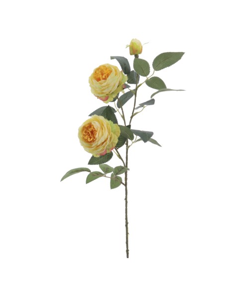 ROSA AUSTIN X 3 70 CMS (4503-02)