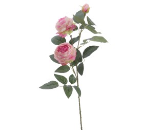 ROSA AUSTIN X 3 70 CMS (4503-06)