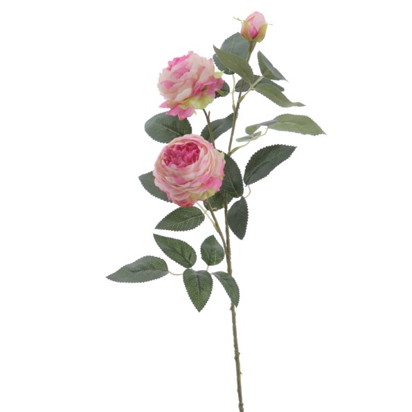 ROSA AUSTIN X 3 70 CMS (4503-06)