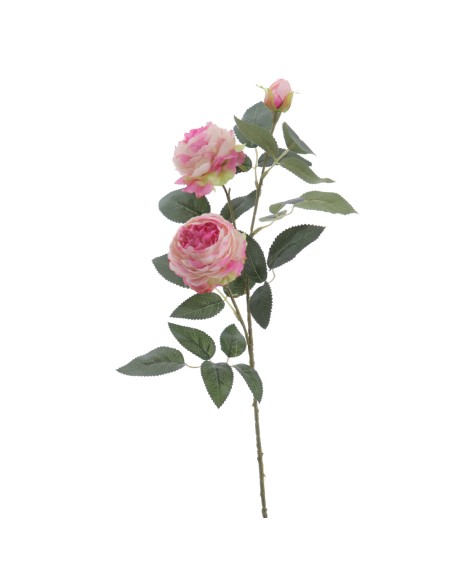 ROSA AUSTIN X 3 70 CMS (4503-06)