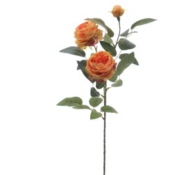 ROSA AUSTIN X 3 70 CMS (4503-15)