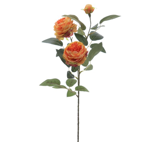 ROSA AUSTIN X 3 70 CMS (4503-15)