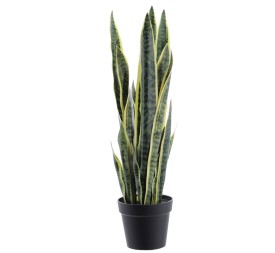 SANSEVIERIA 1 MT