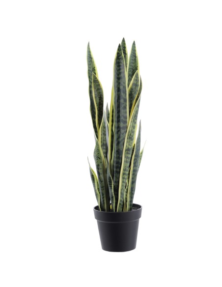 SANSEVIERIA 1 MT