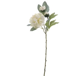 PEONIA 64 CMS (4737-07)