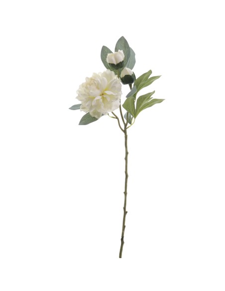 PEONIA 64 CMS (4737-07)