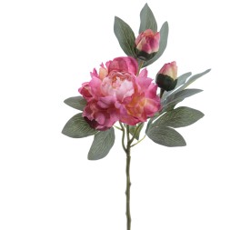 PEONIA 64 CMS (4737-06)