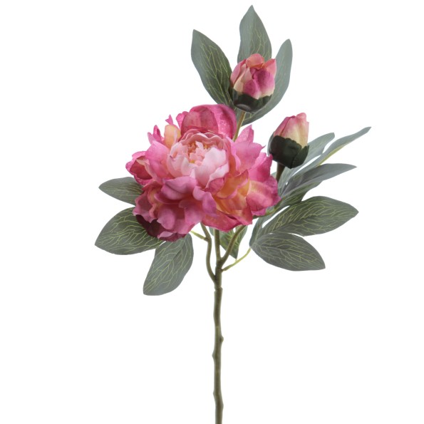 PEONIA 64 CMS (4737-06)