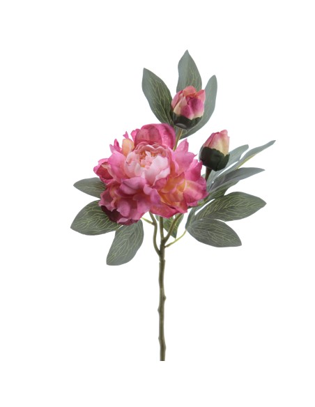 PEONIA 64 CMS (4737-06)