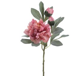 PEONIA 64 CMS (4737-12)