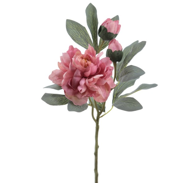 PEONIA 64 CMS (4737-12)