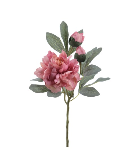 PEONIA 64 CMS (4737-12)