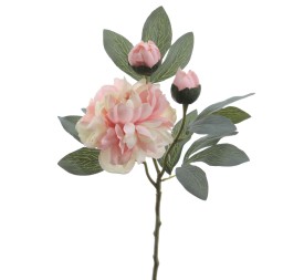 PEONIA 64 CMS (4737-56)