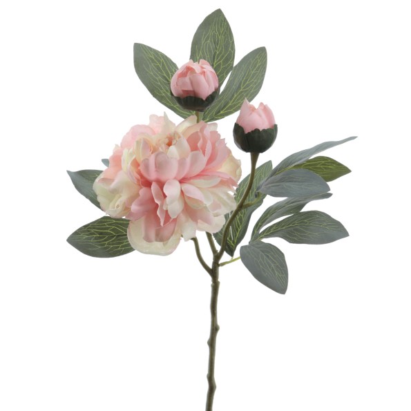 PEONIA 64 CMS (4737-56)