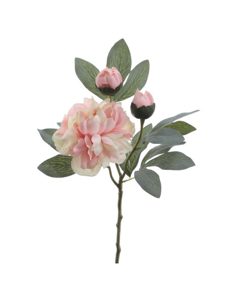 PEONIA 64 CMS (4737-56)