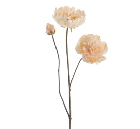 PEONIA X 3 64 CMS (1424-31)