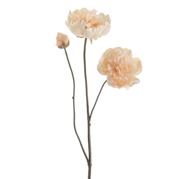 PEONIA X 3 64 CMS (1424-31)