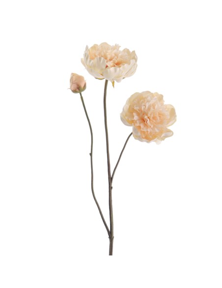 PEONIA X 3 64 CMS (1424-31)