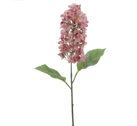 LILA (2761-12)