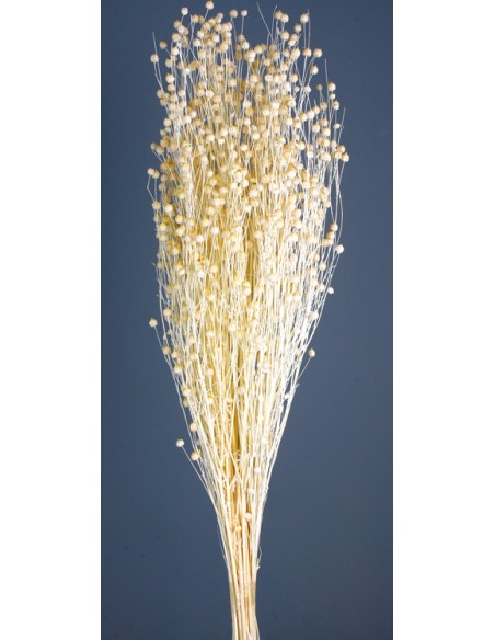 LINO 50 cms. AMARILLO (F10)