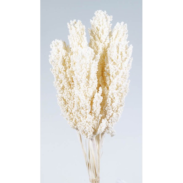 SORGHUM 80 cms. BLANCO (00)