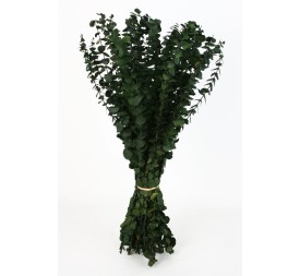 MAZO EUCALYPTUS BABY  VERDE  (67)