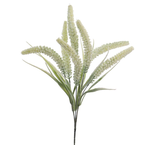 TRITICUM 45 CMS (6301-01)