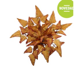 MATA HELECHO OTO¥AL MARRON