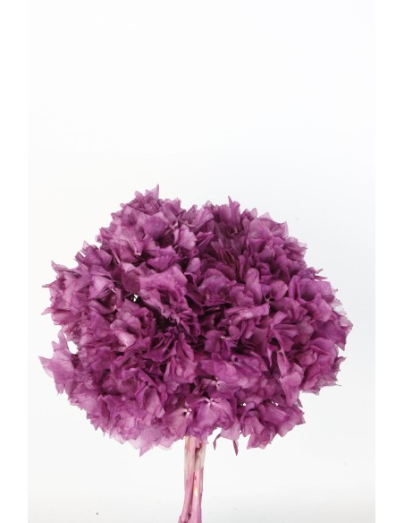 HORTENSIA PRESS (740B80)