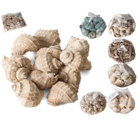 CARACOLAS DECORACION SURTIDAS 150-160G