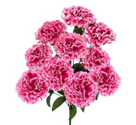 R. CLAVEL X10 M.TERCIOP. FUCSHIA 45cm