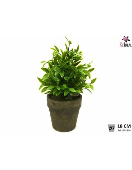 PLANTA AROMATICA EN MACETA