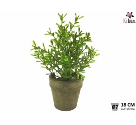 PLANTA FOLLAJES EN MACETA