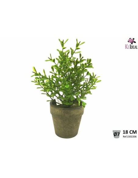 PLANTA FOLLAJES EN MACETA