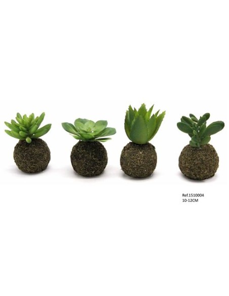SUCULENTA EN BOLA DE MUSGO 10-12CM
